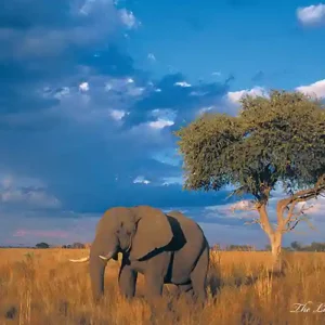 Elephant and acacia Kwando